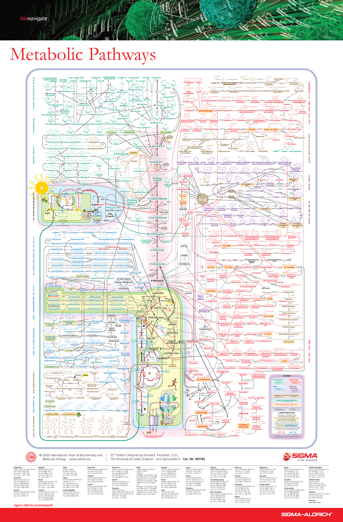 Metabolic Pathways and Enzymes Overview (FB00D6AFBCE) - Studocu