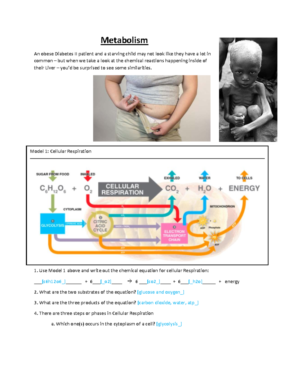 Metabolism Study Guide: Cellular Respiration & Lipid Transport (BIO 15 ...