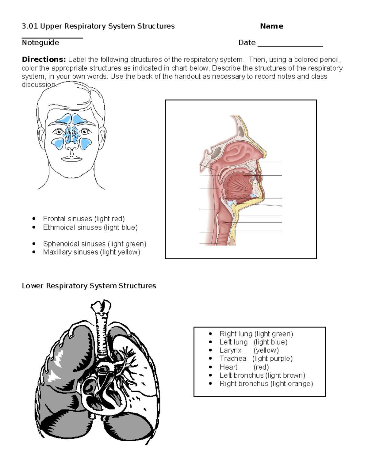 3.01 Respiratory System Structure and Disorders Note Guide - Studocu