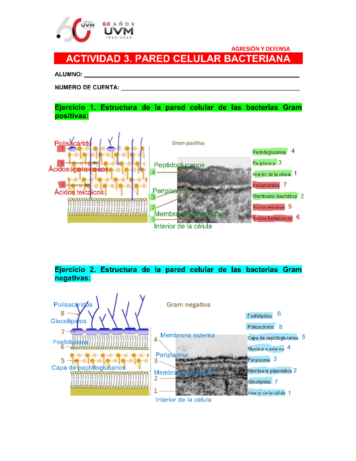 Actividad 3: Estructura y Mecanismos de la Pared Celular Bacteriana ...