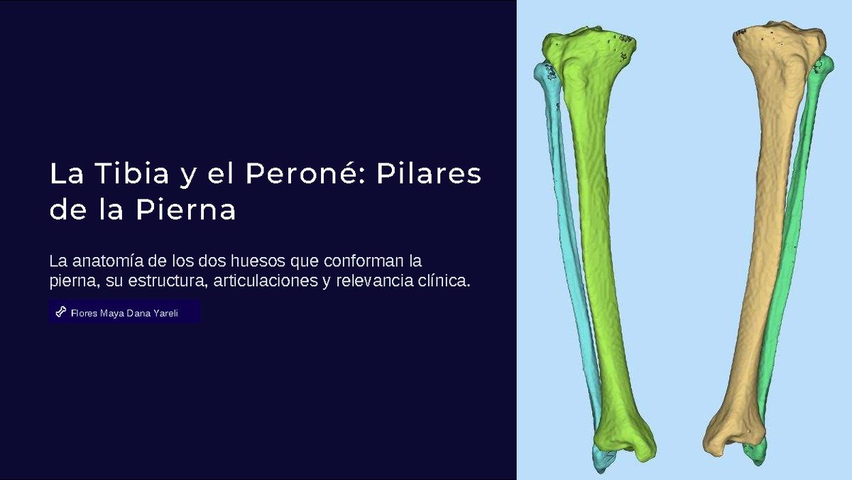 Anatomía de la Tibia y el Peroné: Estructura y Función - Studocu
