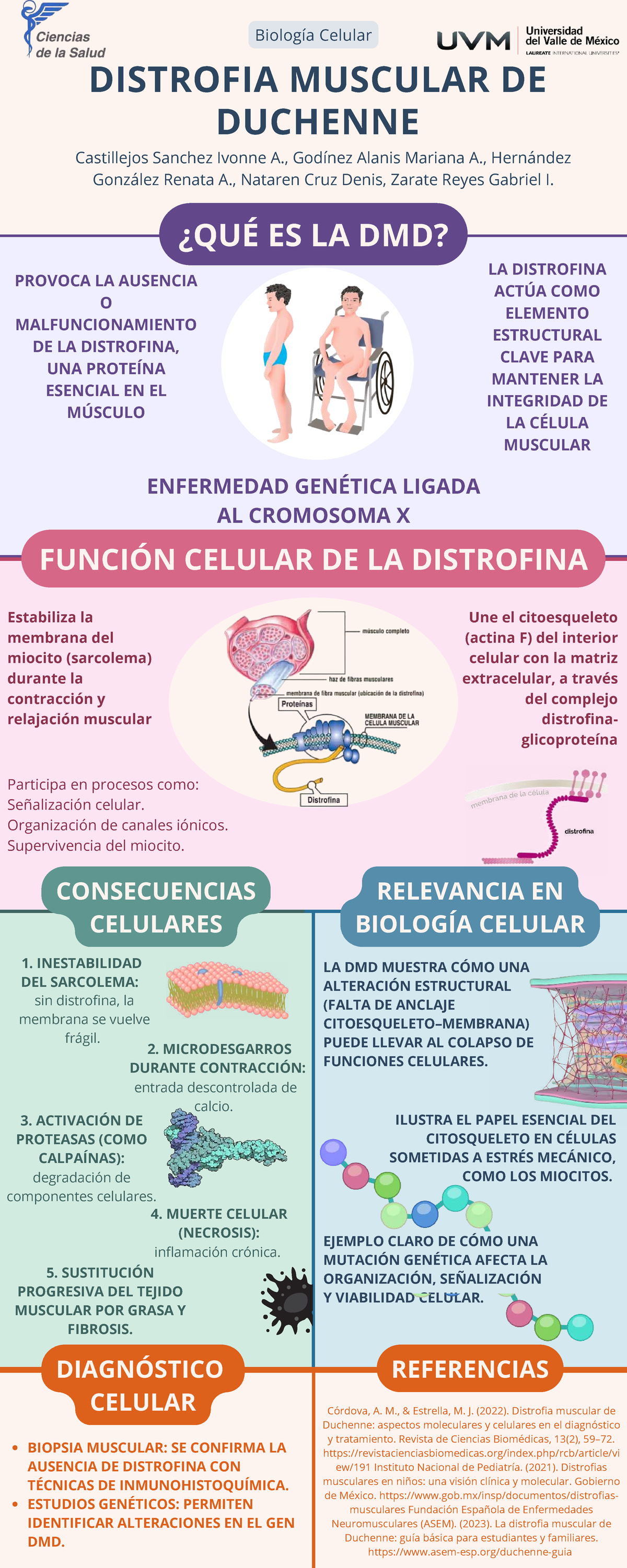 Infografía Distrofia Muscular de Duchenne - DIAGNÓSTICO CELULAR EJEMPLO ...
