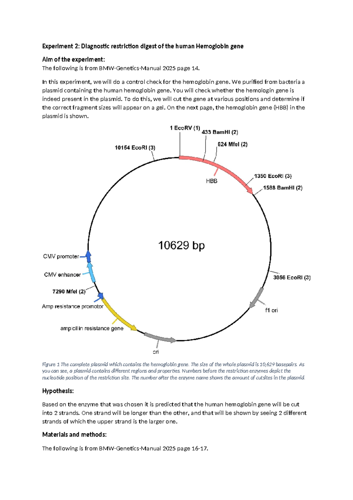PR - Lab Practical Experiment 2: Diagnostic Digest of Human HBB Gene ...