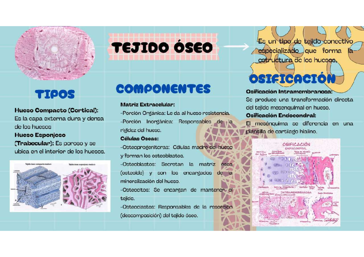 Tejido Óseo: Tipos, Componentes y Osificación (COD 1) - Studocu