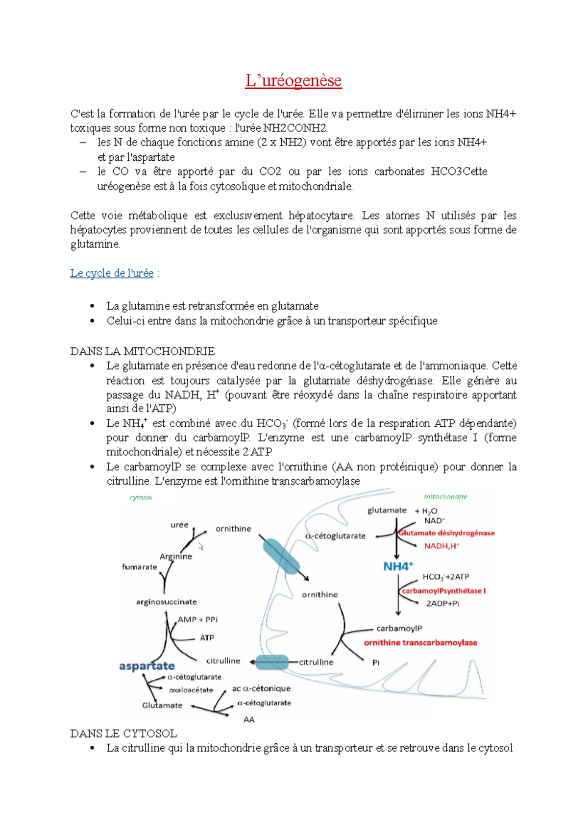06-Uréogénèse - Cours de métabolisme L2 : Cycle de l'urée et mécanismes ...
