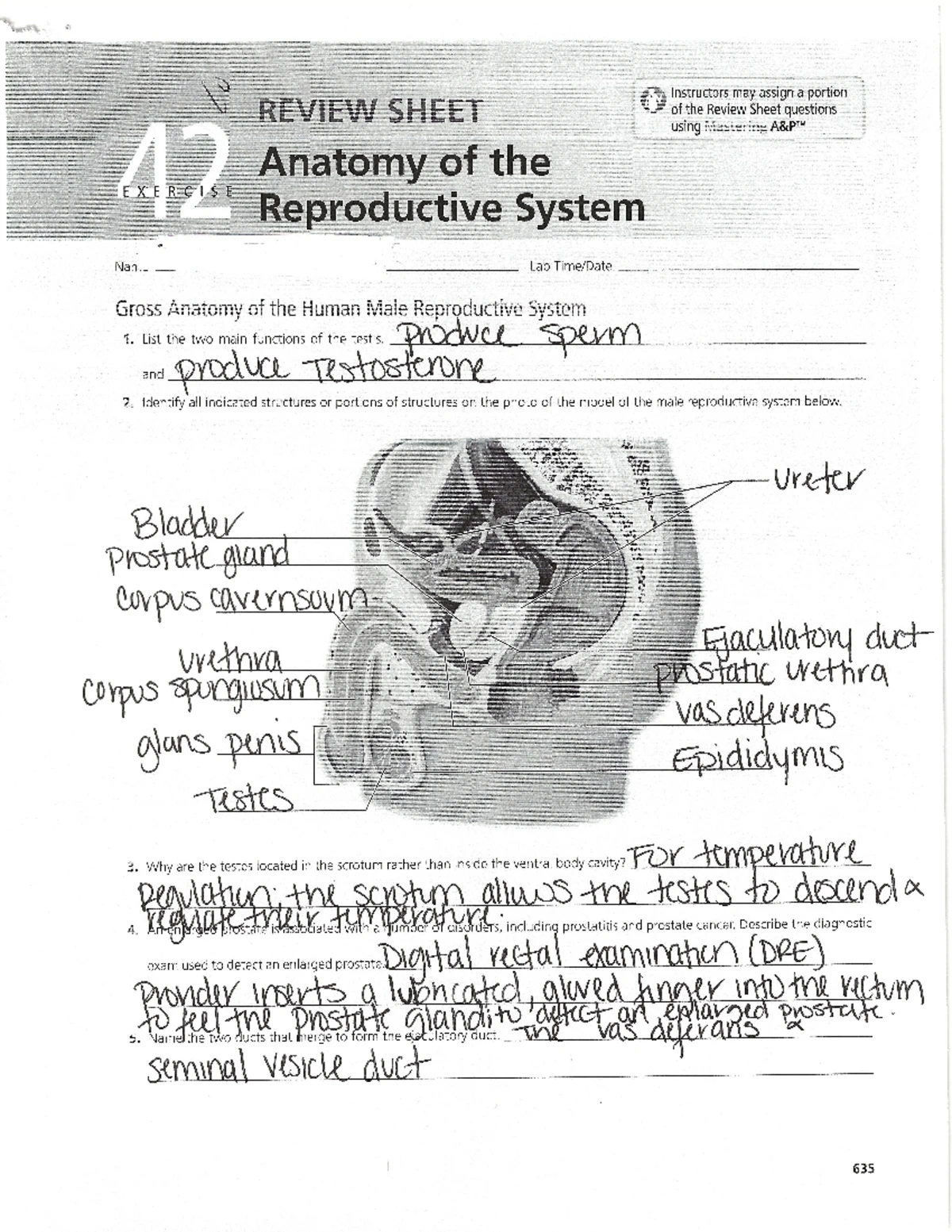 Midterm 5 Study Guide: Hormones, Blood Cells, and Circulatory System ...