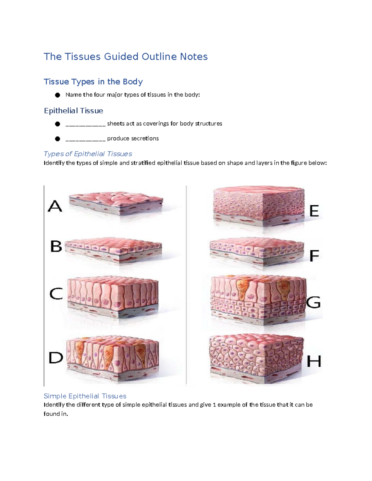 Tissue Types Overview: Guided Outline Notes for Anatomy 101 - Studocu
