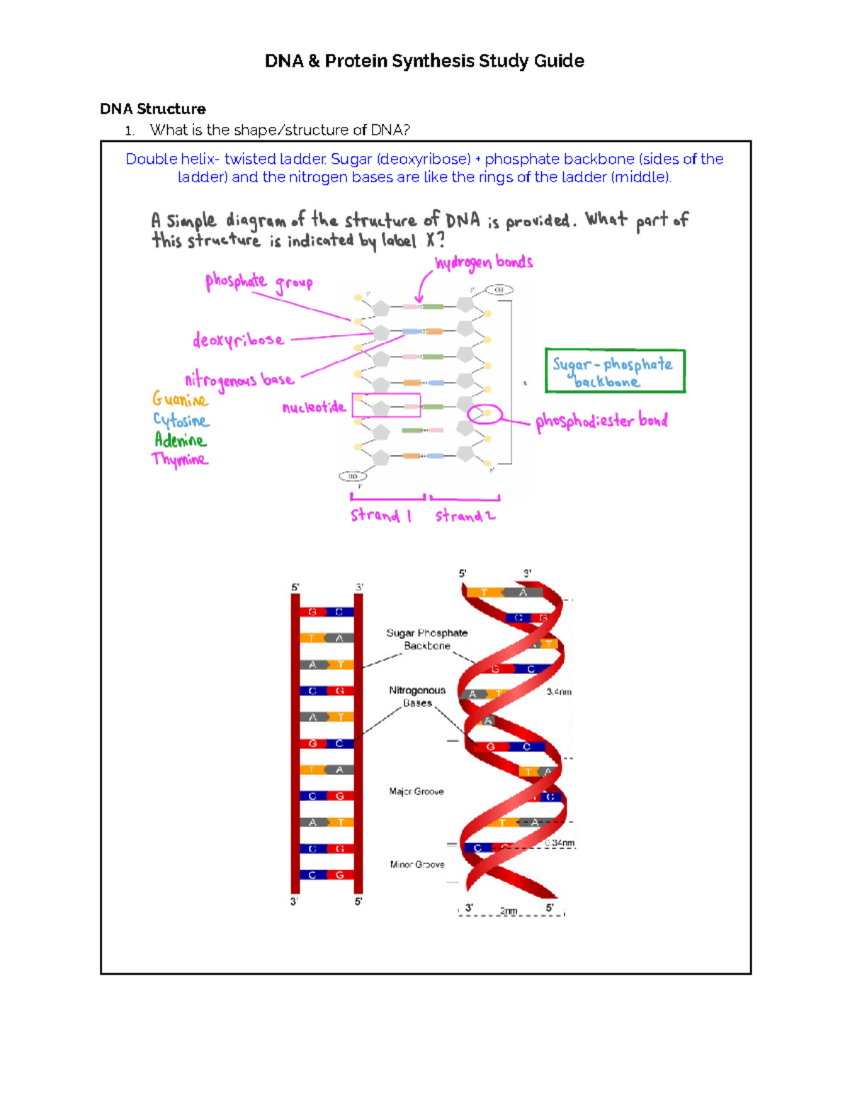 DNA & Protein Synthesis Study Guide: Key Concepts & Mutations (BIO 101 ...