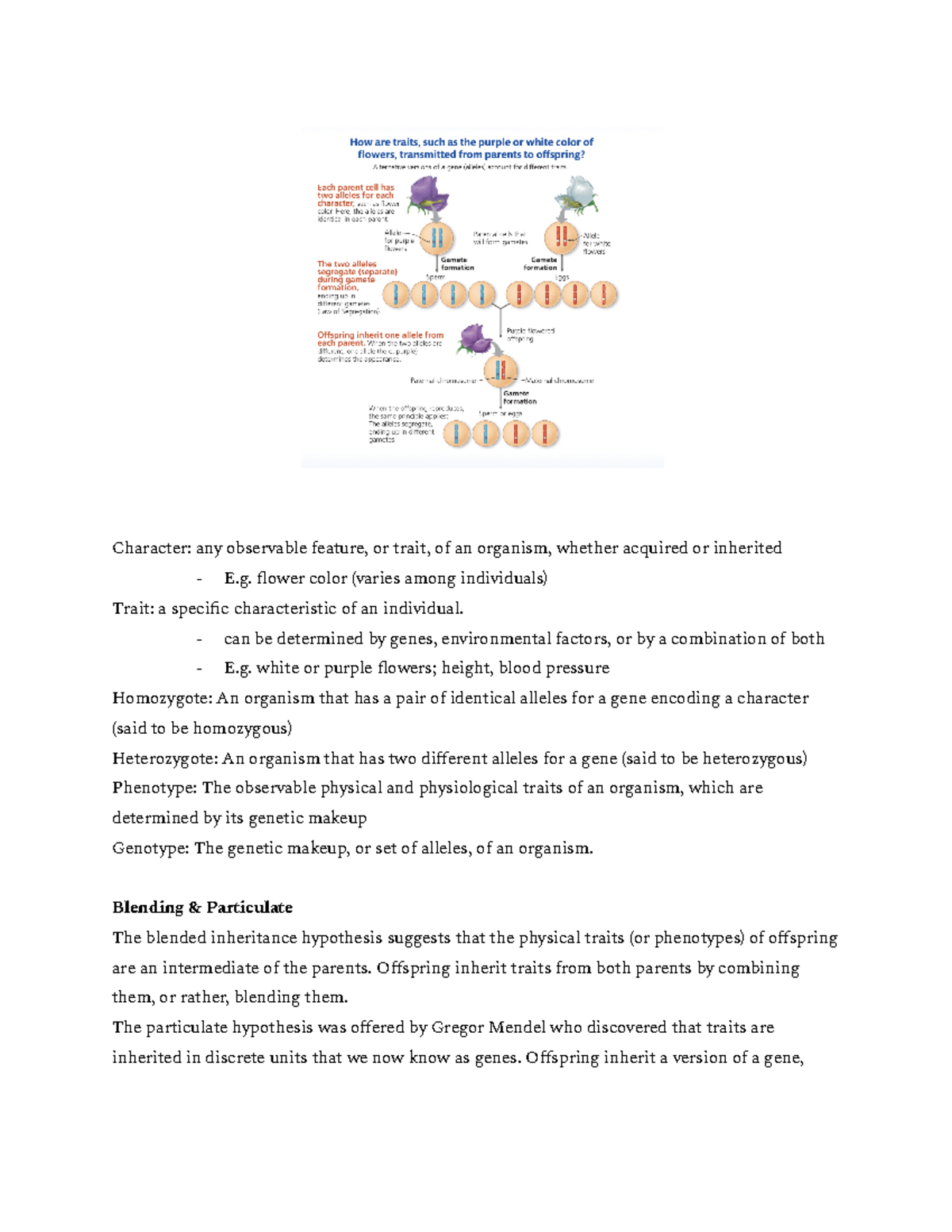 Genetics 101: Traits and Inheritance Explained - Studocu
