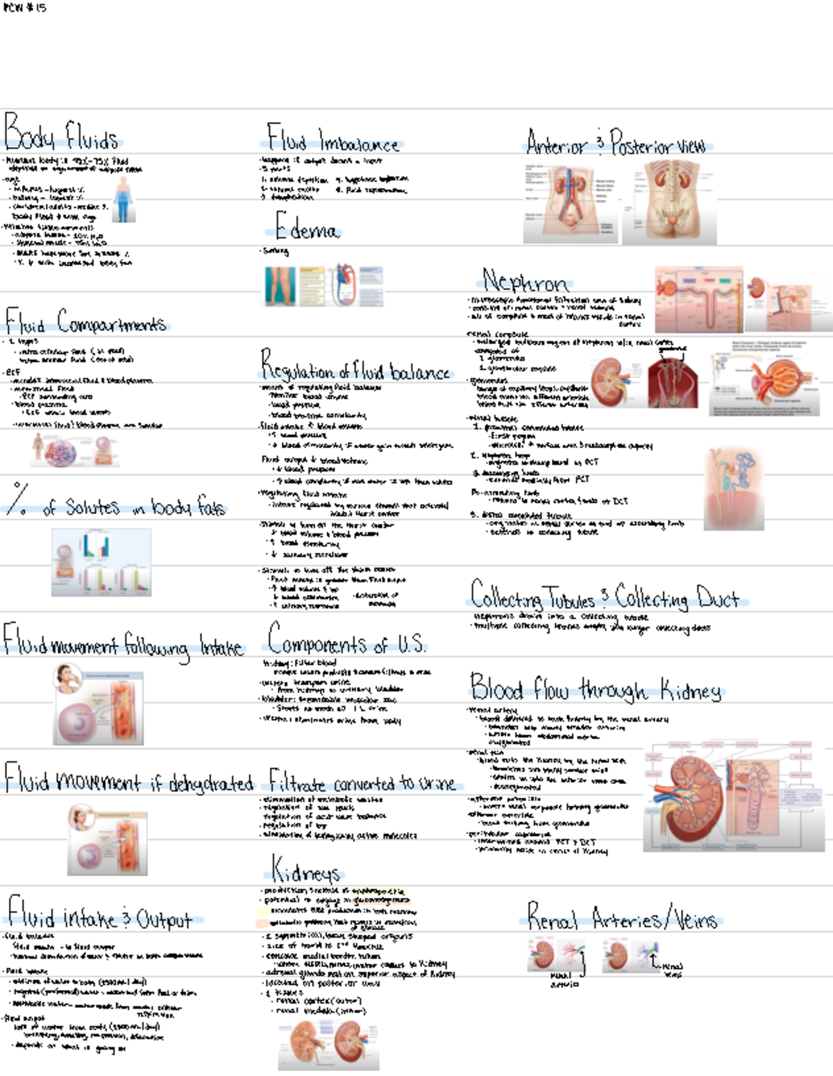 Urinary System Overview: Fluid Balance and Nephron Function - Studocu