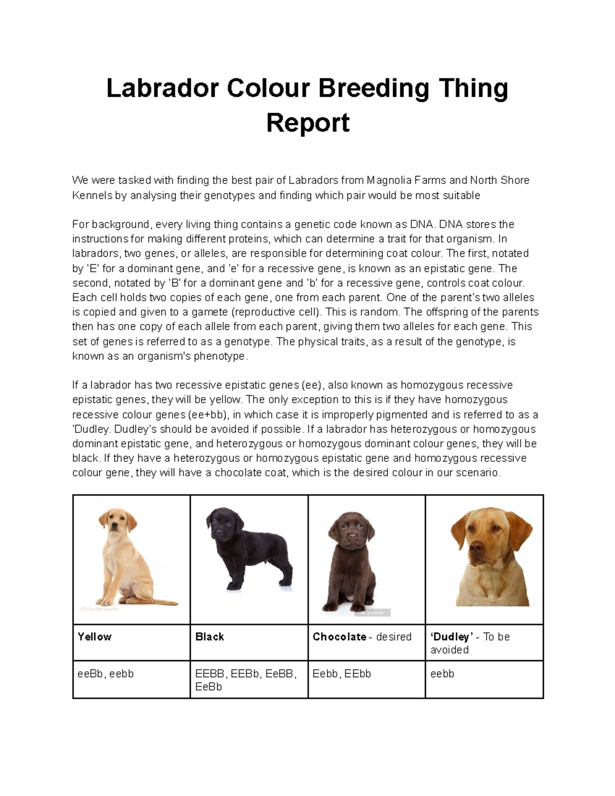 Labrador Colour Breeding Report - Labrador Colour Breeding Thing Report ...