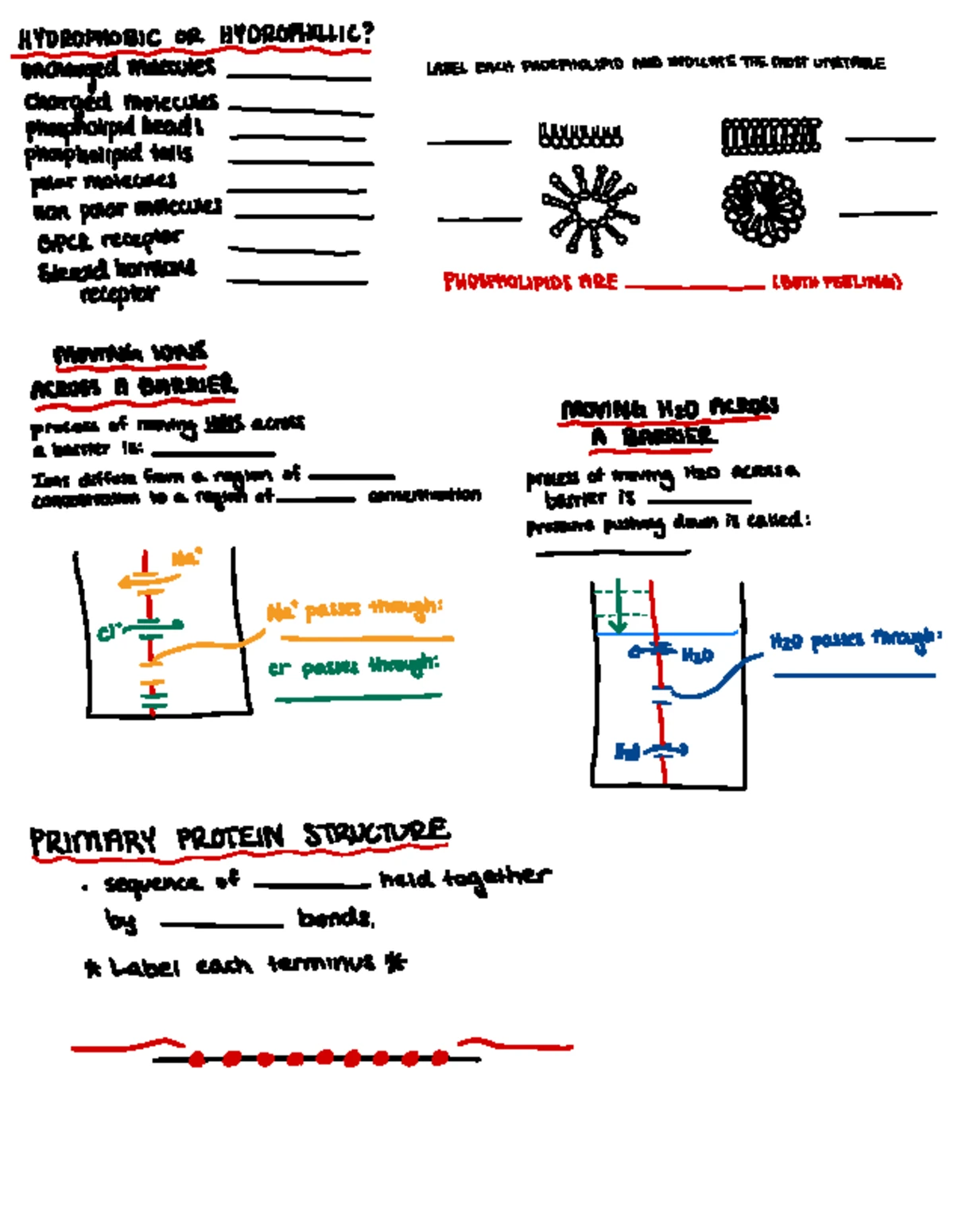 Endocrine System Study Guide: Key Hormones & Functions Overview - Studocu