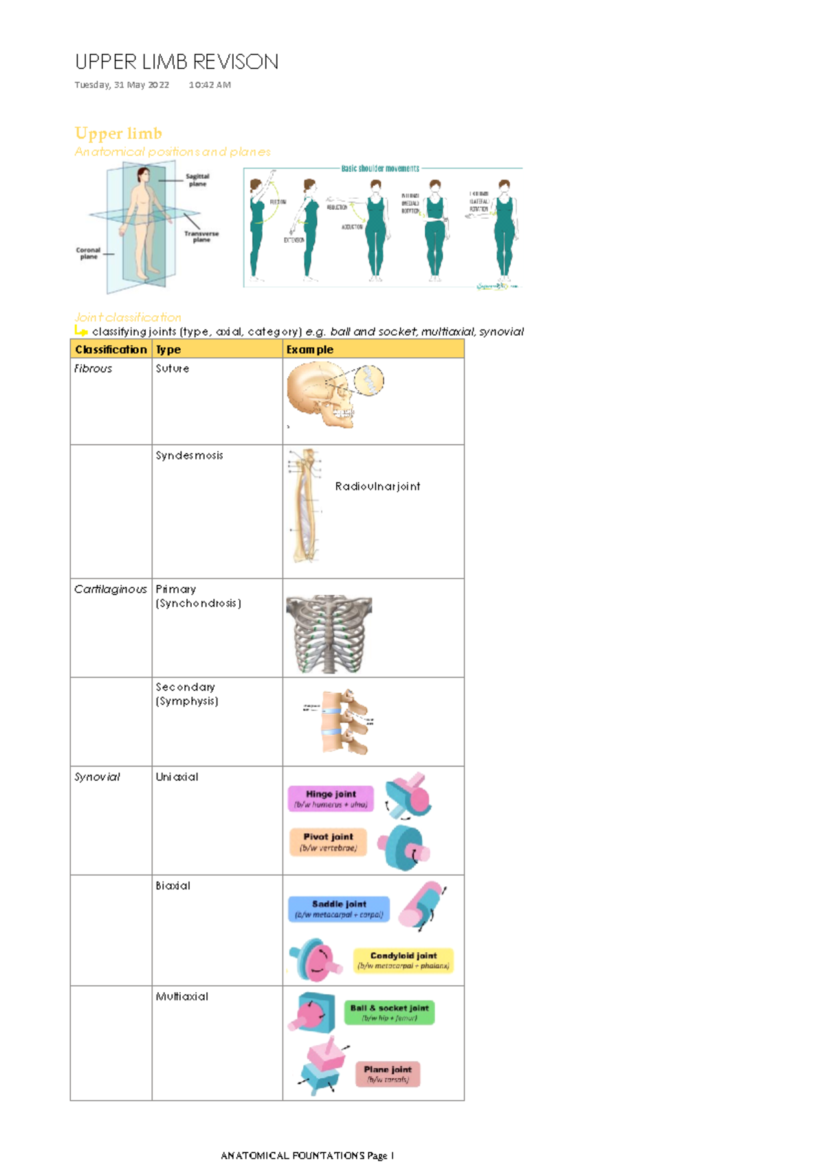 Upper Limb Revision Notes - Anatomy, Joints, and Muscles - Studocu