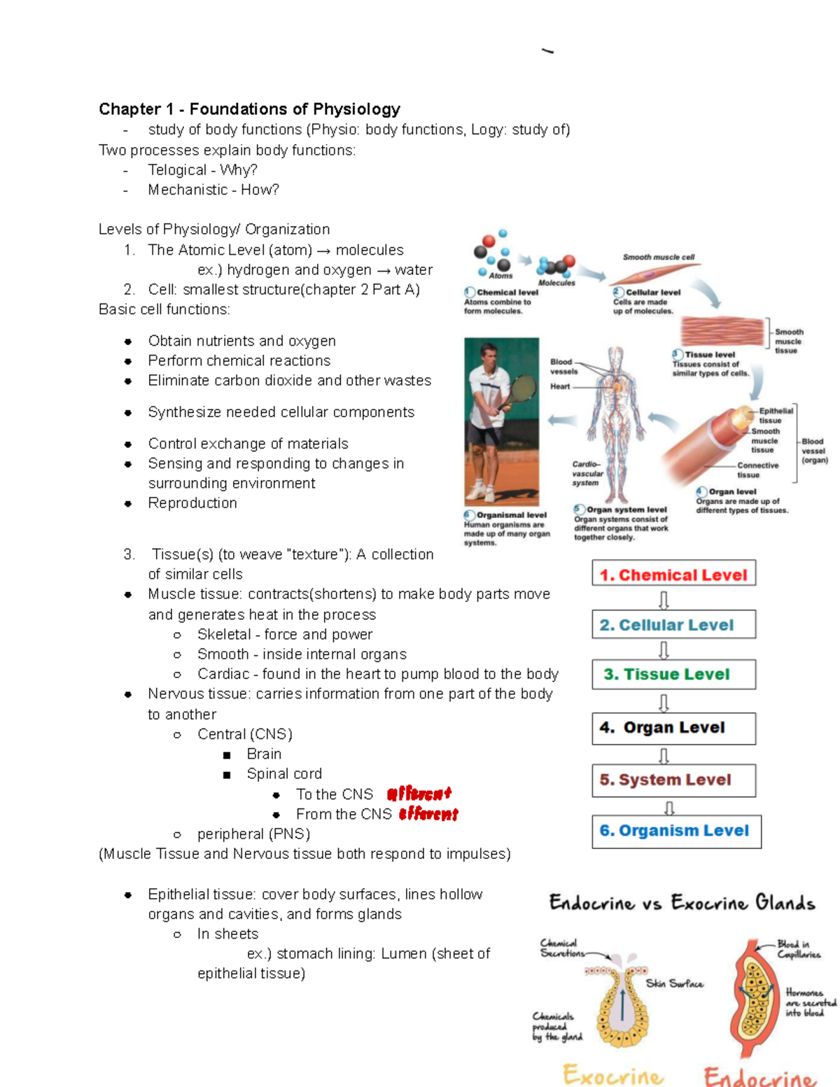 Physio 101: Chapter 1 foundations of physiology and body functions ...