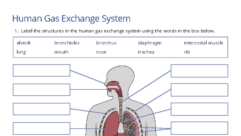 G7 - Respiratory System Worksheet: Human Gas Exchange Structures - Studocu