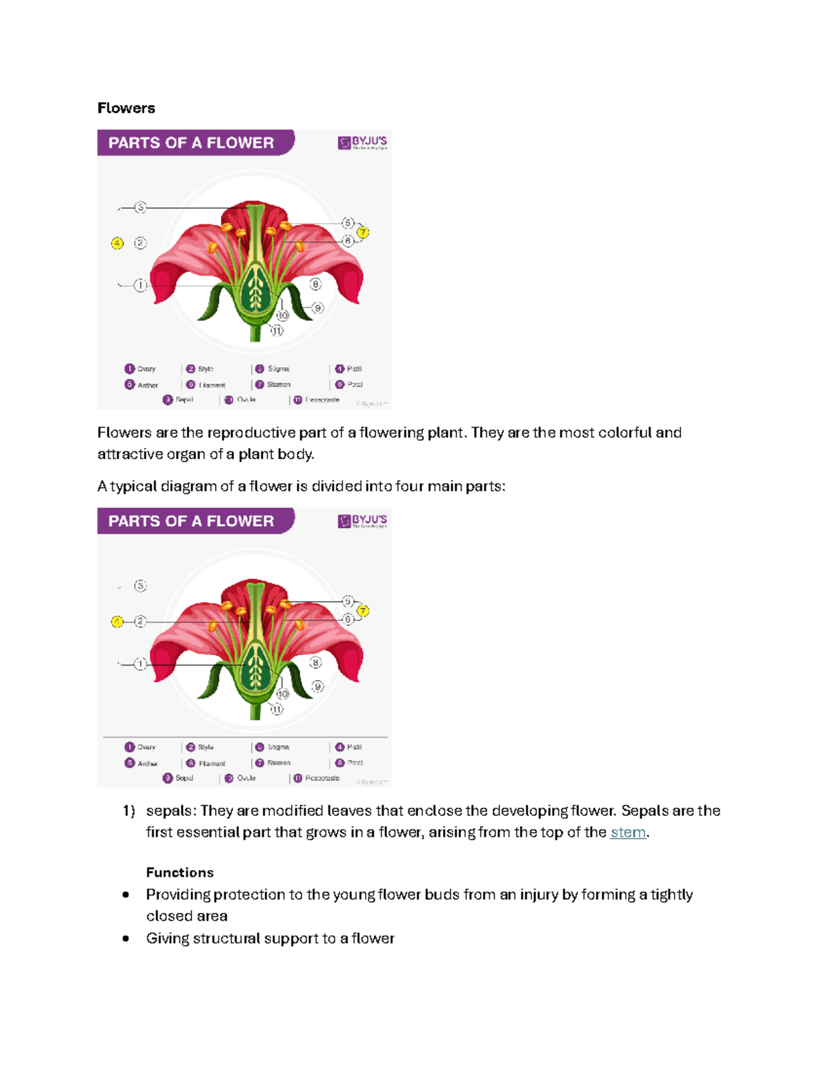 Plant Anatomy Notes: Understanding Floral Structures and Tissues - Studocu