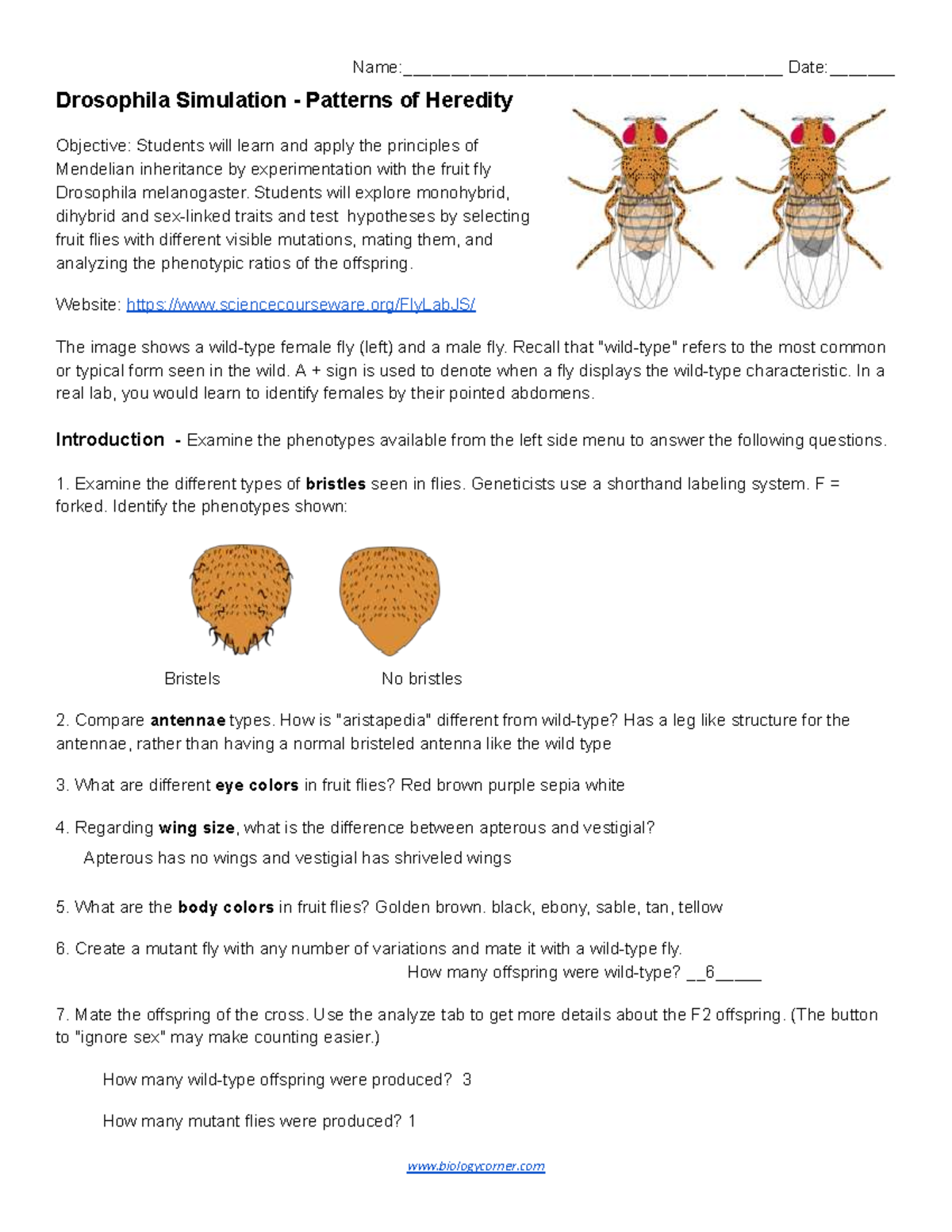 Drosophila Simulation: Patterns of Heredity & Mendelian Genetics - Studocu