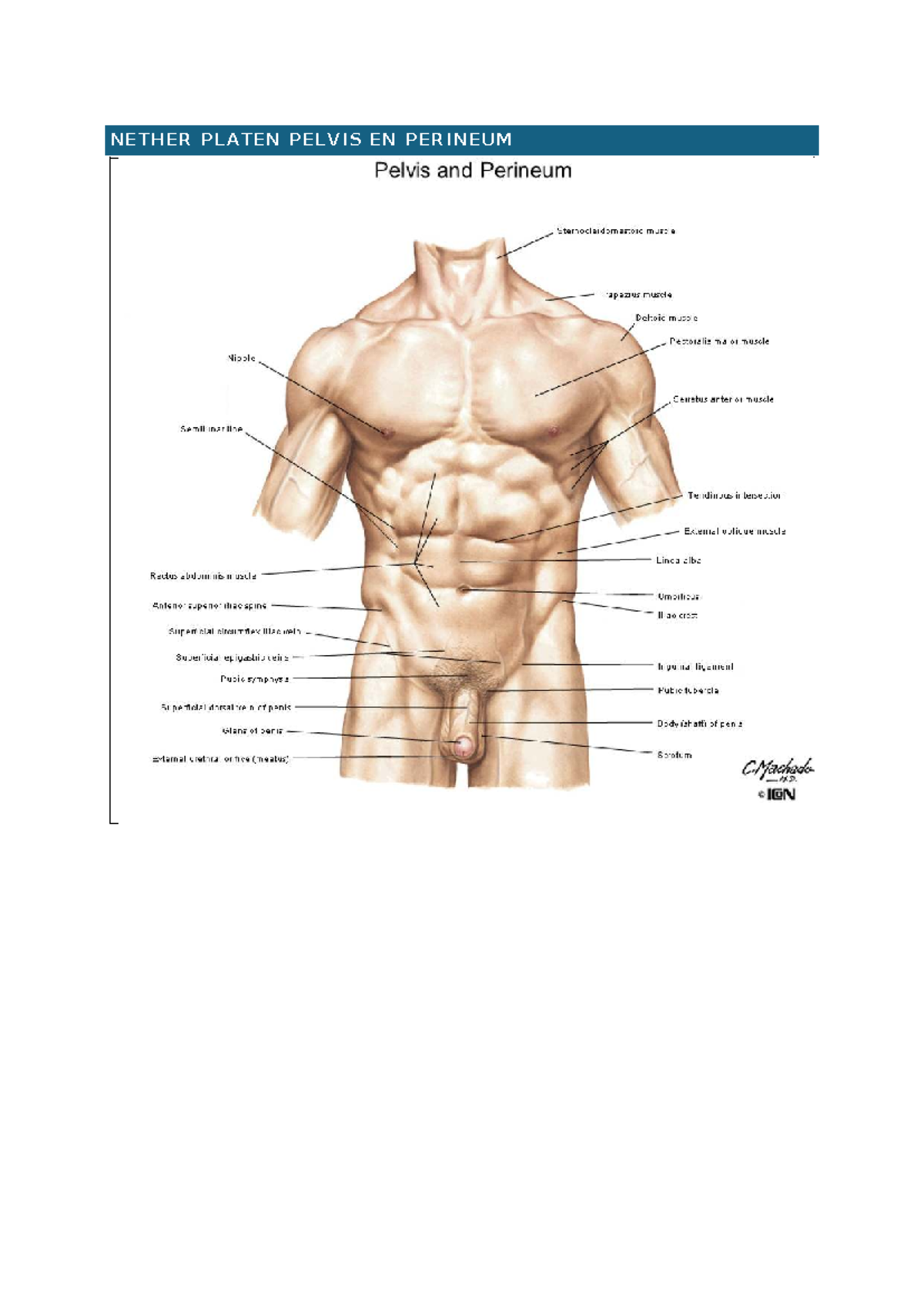 NETHER PLATEN PELVIS EN PERINEUM: Anatomical Overview and Structures ...