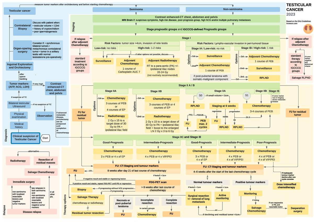 Testicular Cancer Diagnosis Timeline
