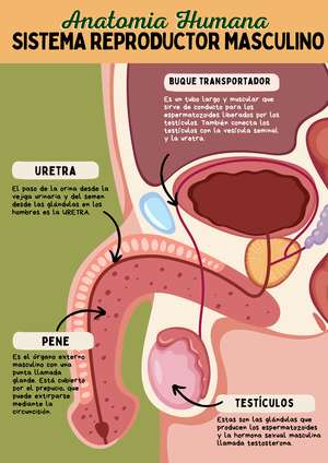 Celula Tarea - resumen - Anatomía Humana - CC E E L L U LA U LA C E L U ...