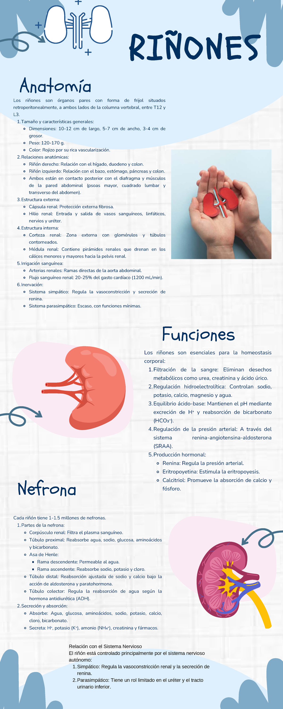 Anatomía de los Riñones: Funciones y Estructura (ENF-101) - Studocu