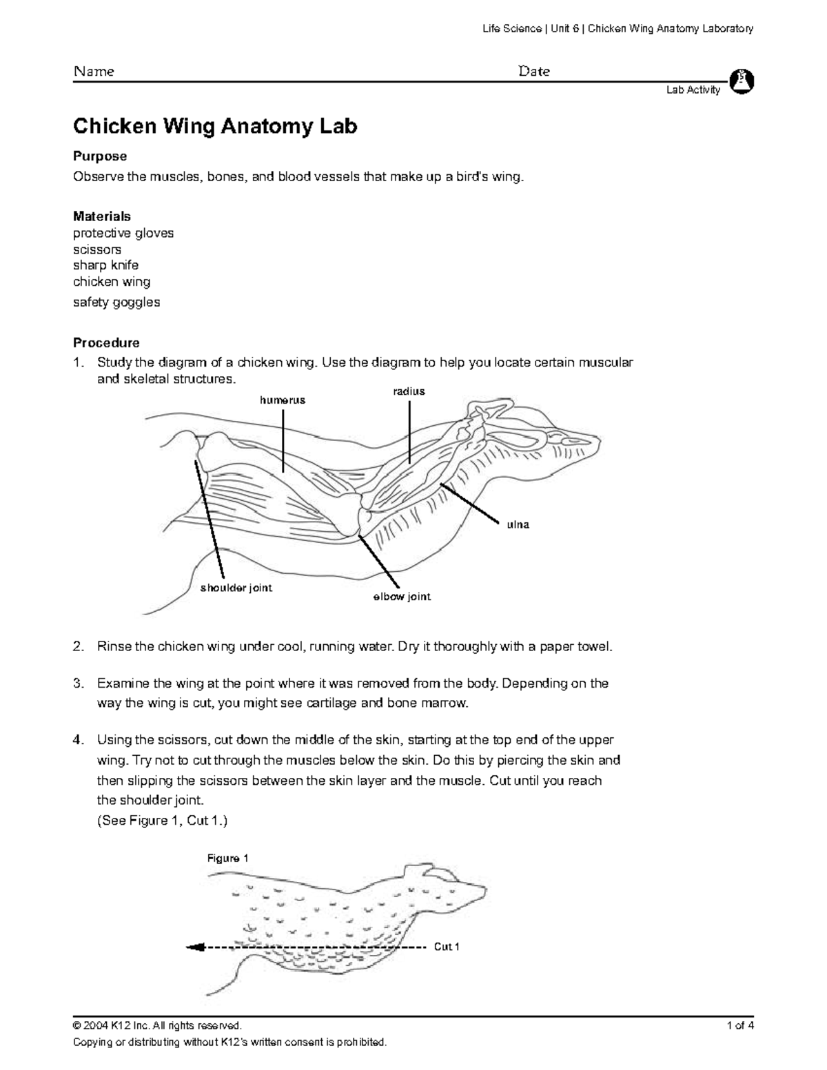 Life Science Unit 6: Chicken Wing Anatomy Lab Worksheet - Studocu