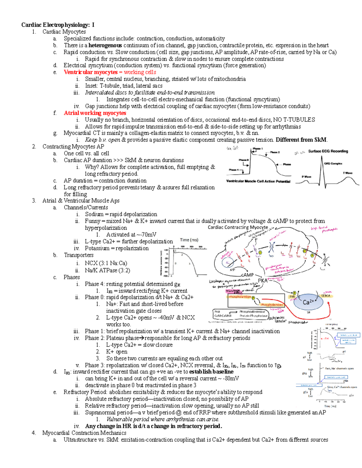 Cardiac Electrophysiology I - Cardiac Myocytes a. Specialized functions ...
