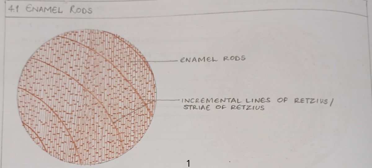 Enamel - practical notes - S ENAMEL RODS INCREMENTAL LINES OF RETZIUS ...