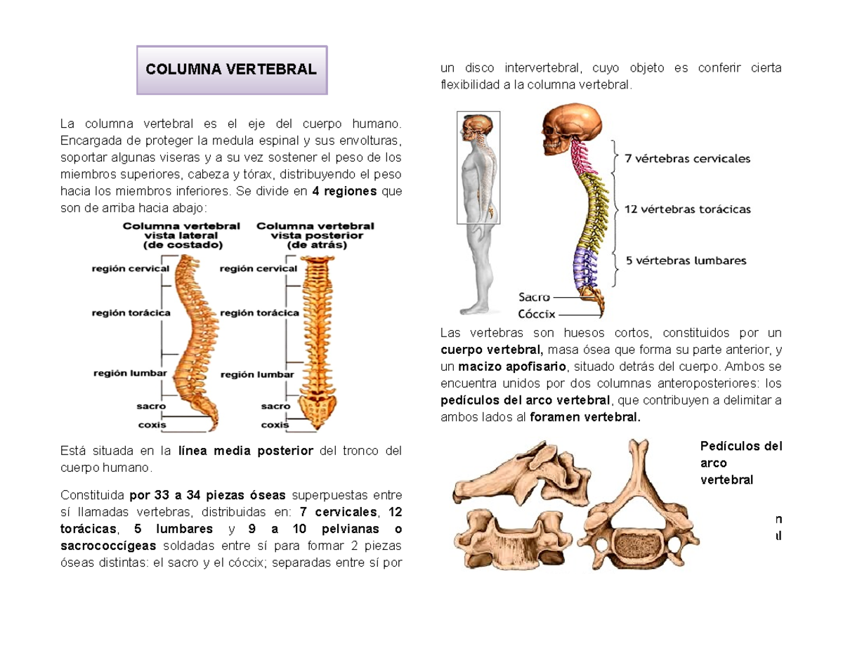Columna Vertebral: Estructura y Funciones de las Vértebras - Studocu