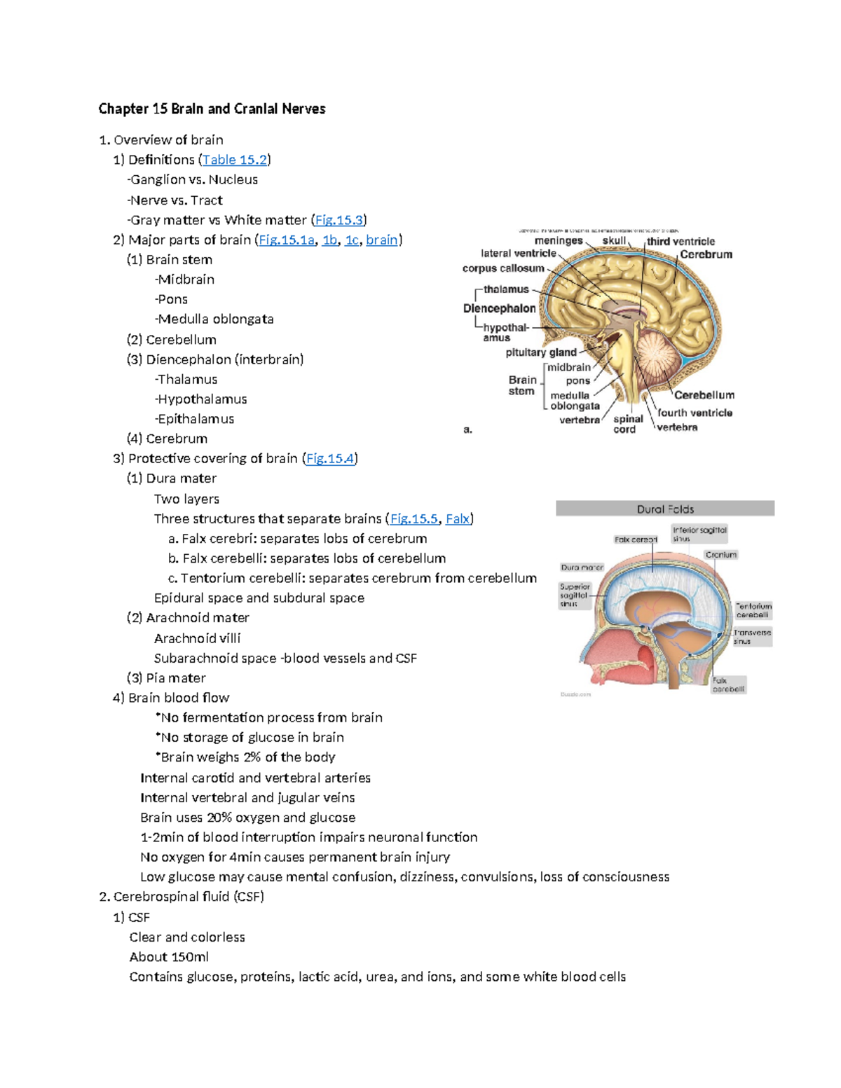 Chapter 15 Brain and Cranial Nerves - Chapter 15 Brain and Cranial ...