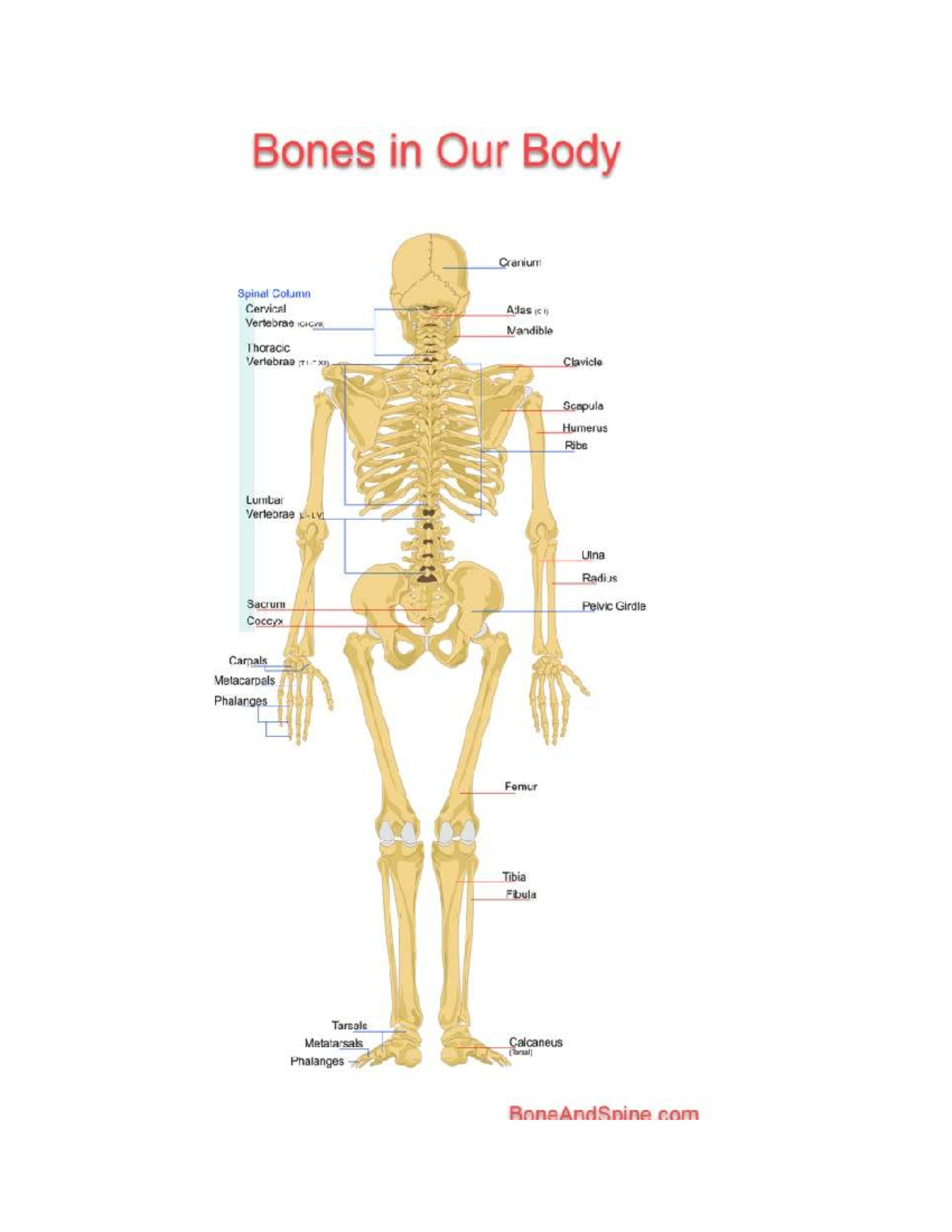 Bone Classification: Understanding Types and Structures of Bones - Studocu