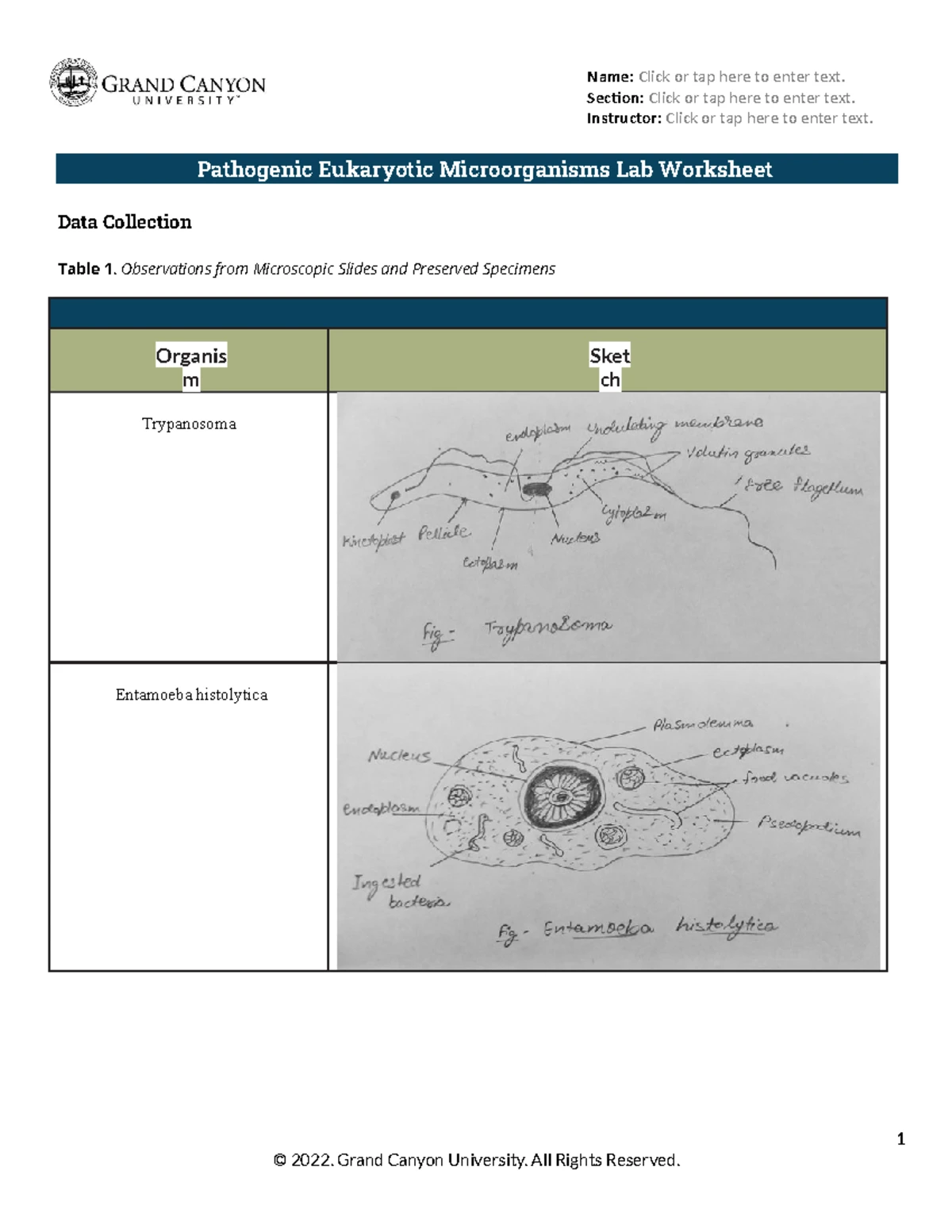 Immunology Lab Worksheet - Lab8 WS - Studocu