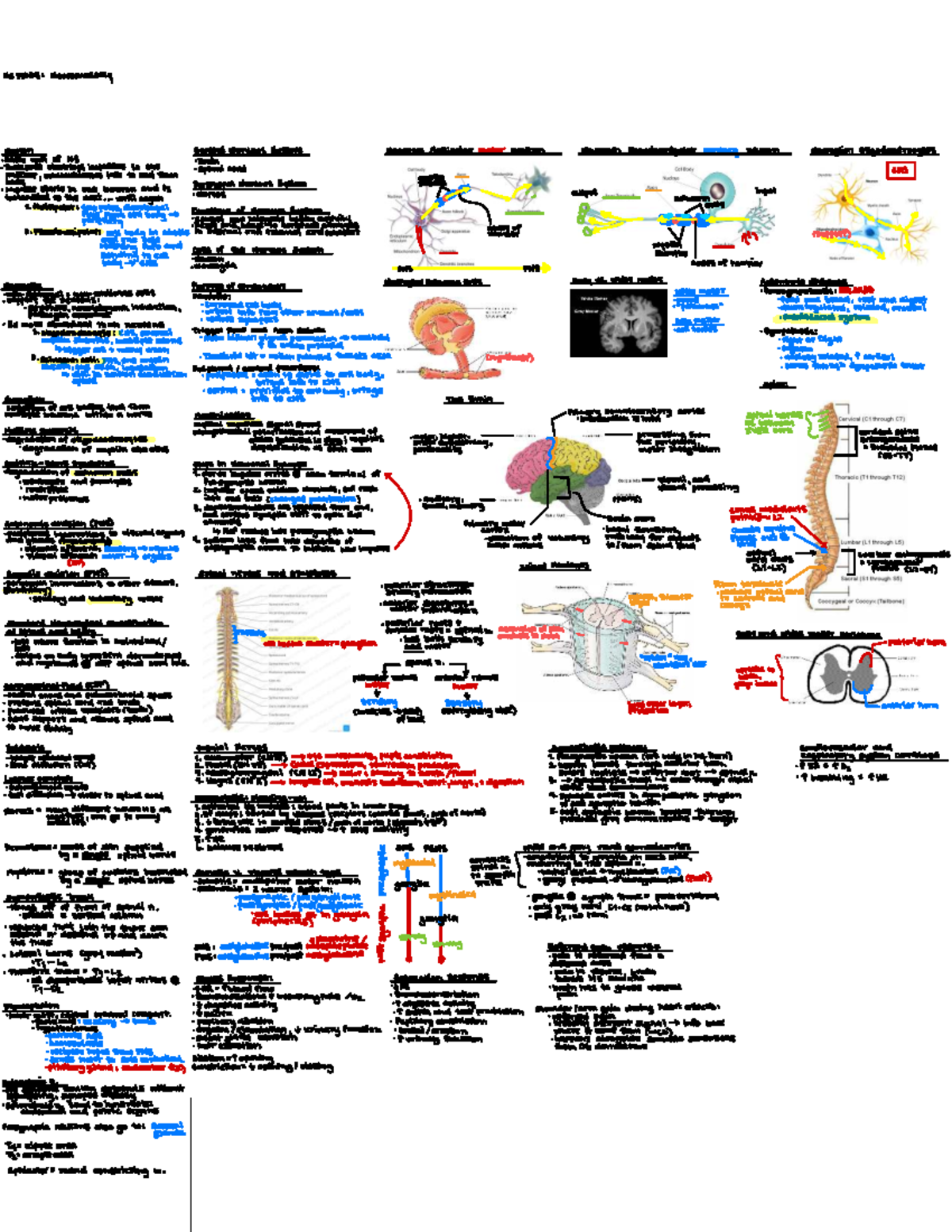 HS1300 - Neuroanatomy Summary: Cranial Nerves & Autonomic Functions ...