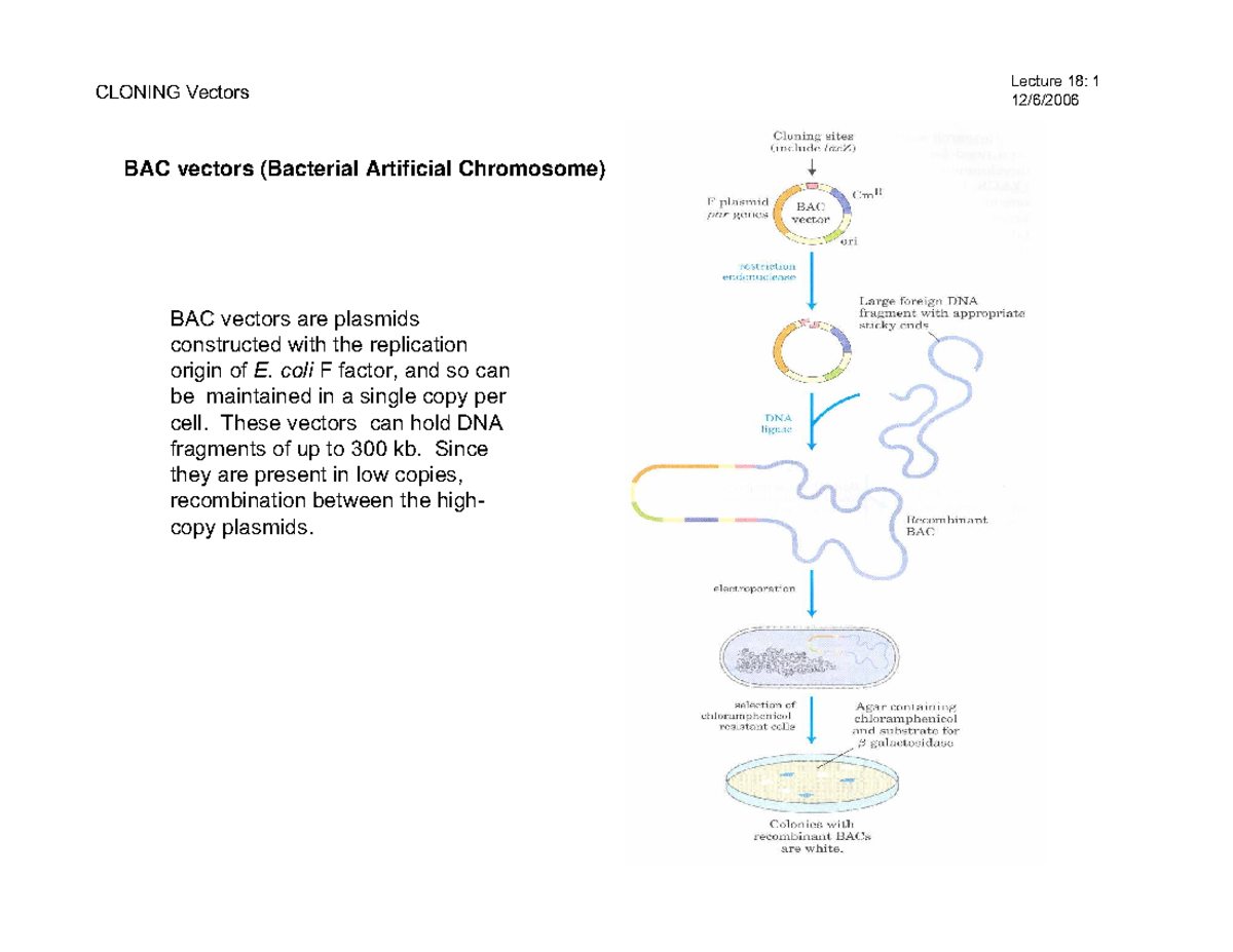 Different types of cloning vectors (BAC and YAC). - CLONING Vectors ...
