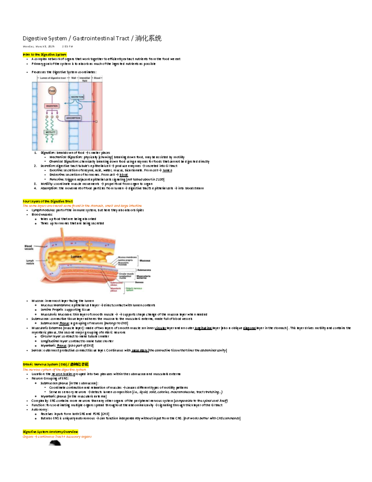 Digestive System Overview: Anatomy & Functions (BIO 2130) - Studocu