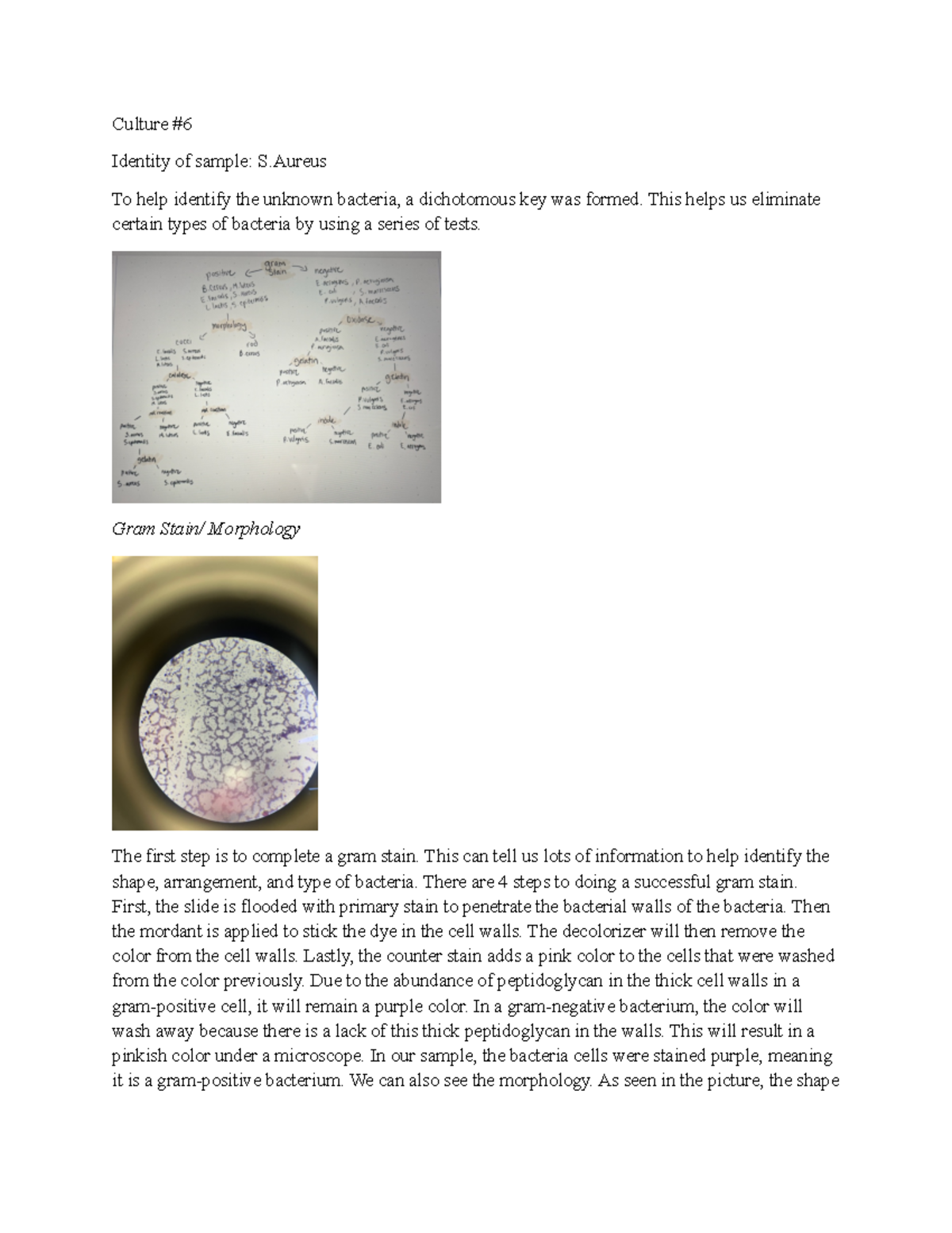 Microbio Lab Report: Identifying Unknown Bacteria via Tests - Studocu