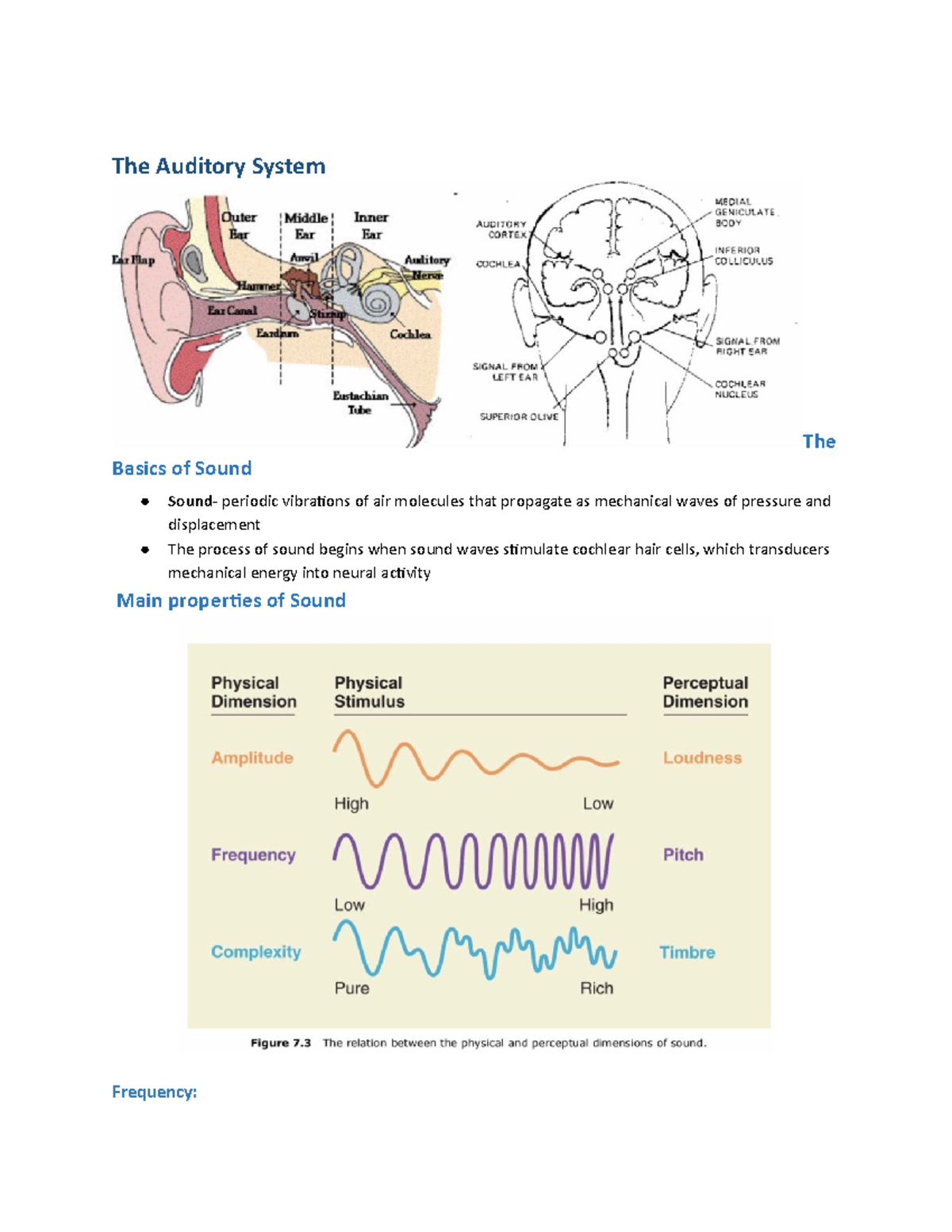 Lecture 17: Overview of the Auditory System and Its Functions - Studocu