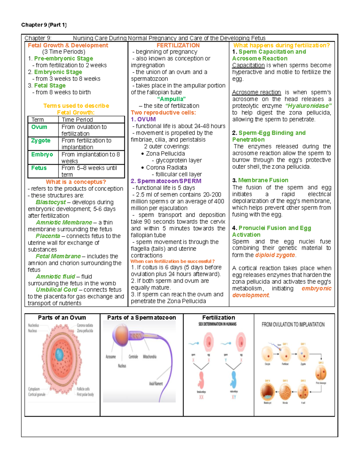 Chapter 9 Notes: Nursing Care During Normal Pregnancy (MCN 1) - Studocu
