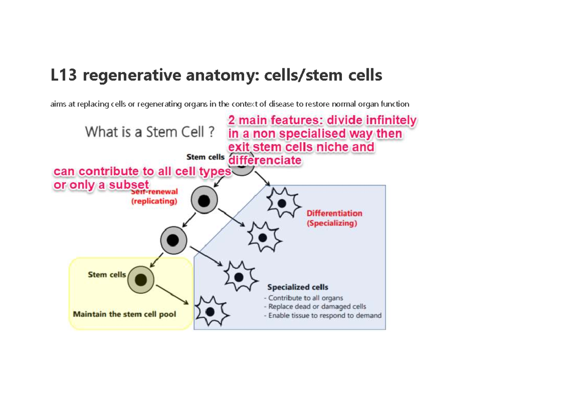 L13 Regenerative Anatomy: Stem Cells & Their Applications Notes - Studocu