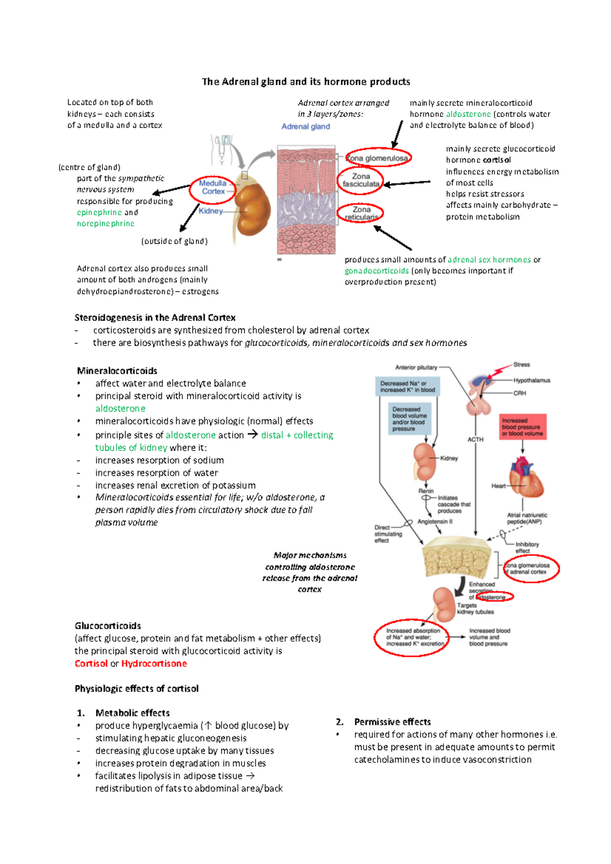 3. adrenal glands - notes - The A drenal gland and its hormone products ...