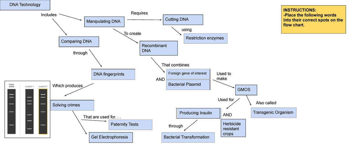 Copy of DNA Tech Review picture sort - DNA Technology Manipulating DNA ...
