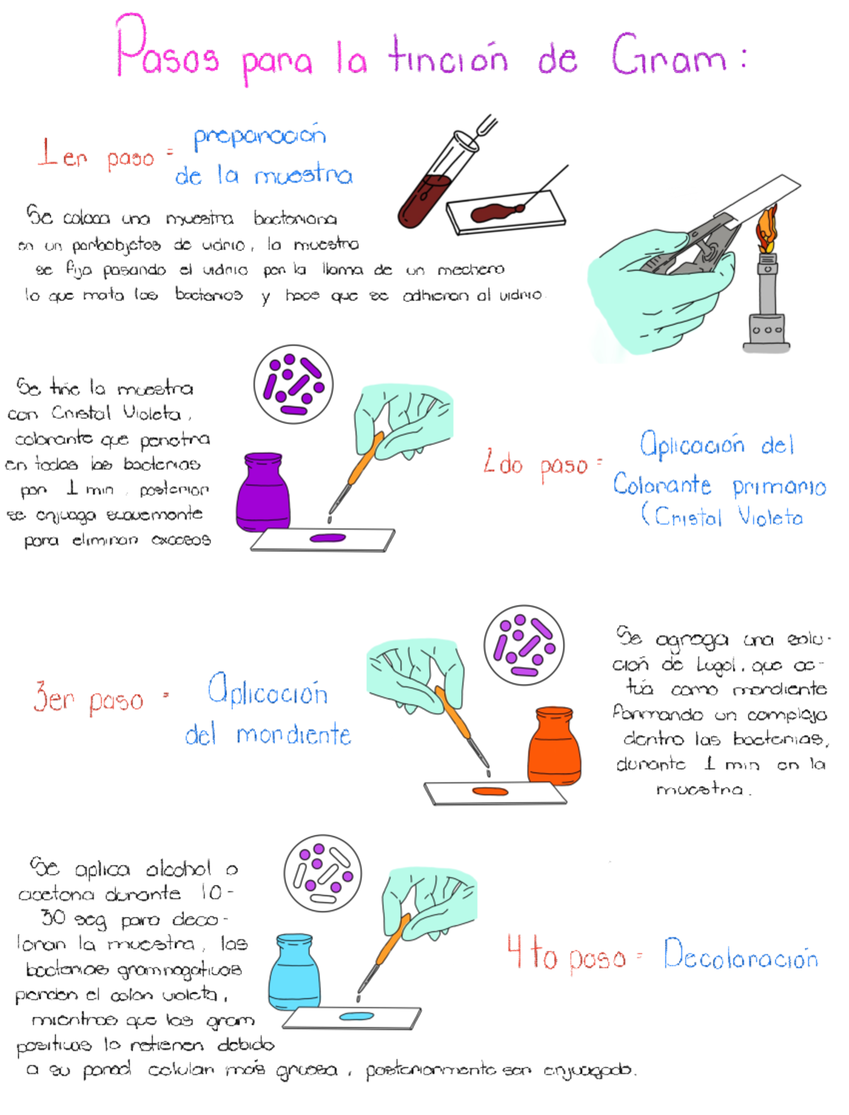 Tinción de Gram: Proceso y Pasos de Preparación y Aplicación - Studocu