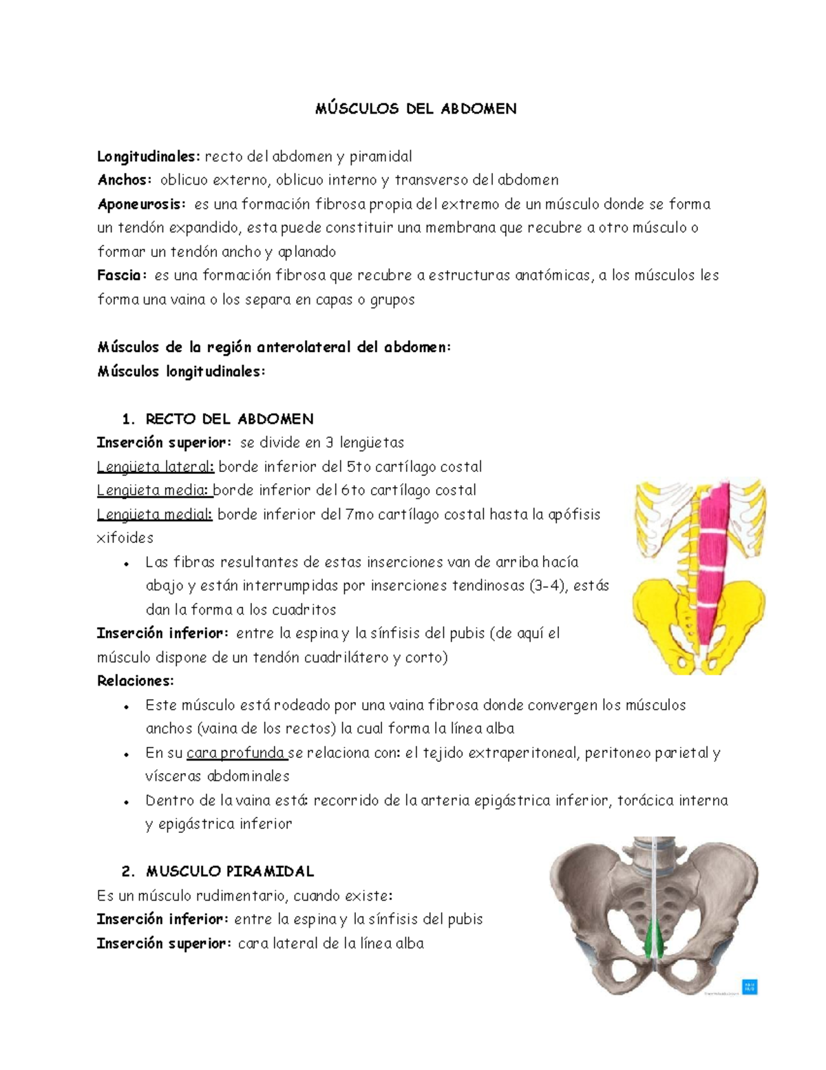 Músculos del Abdomen: Anatomía y Funciones (Curso: ANAT 101) - Studocu