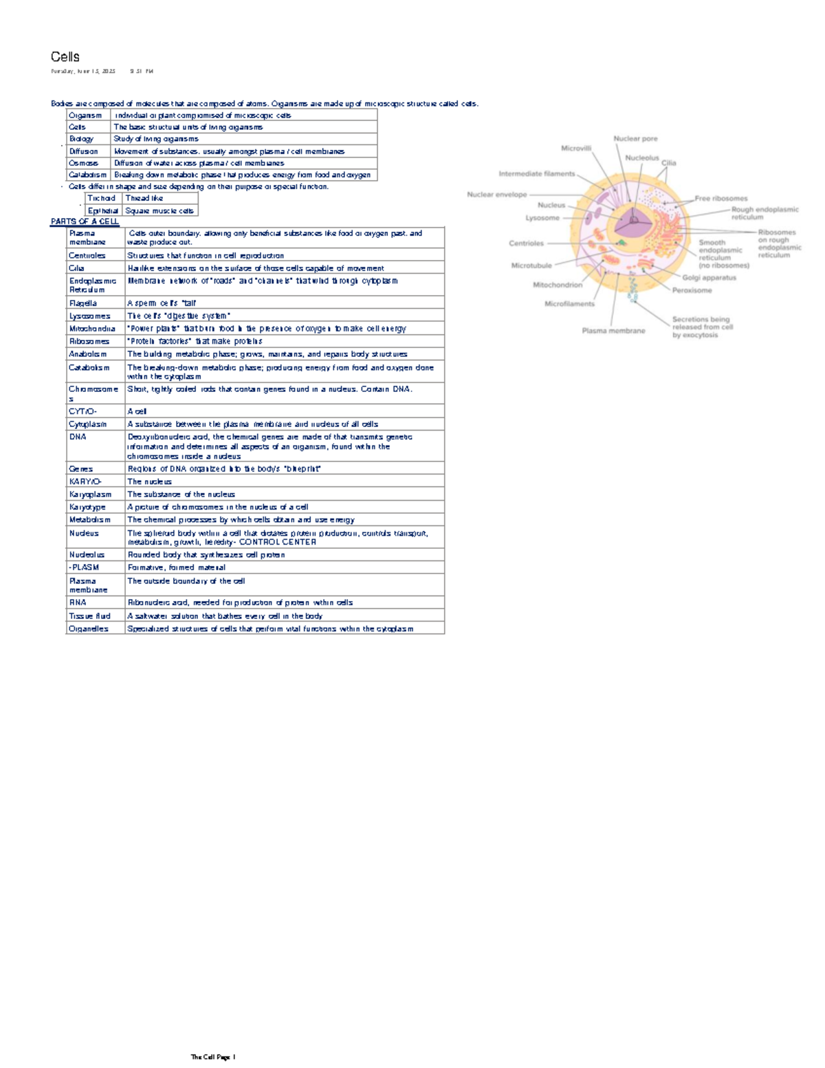 BIO101 - The Cell: Comprehensive Lecture Notes and Key Concepts - Studocu