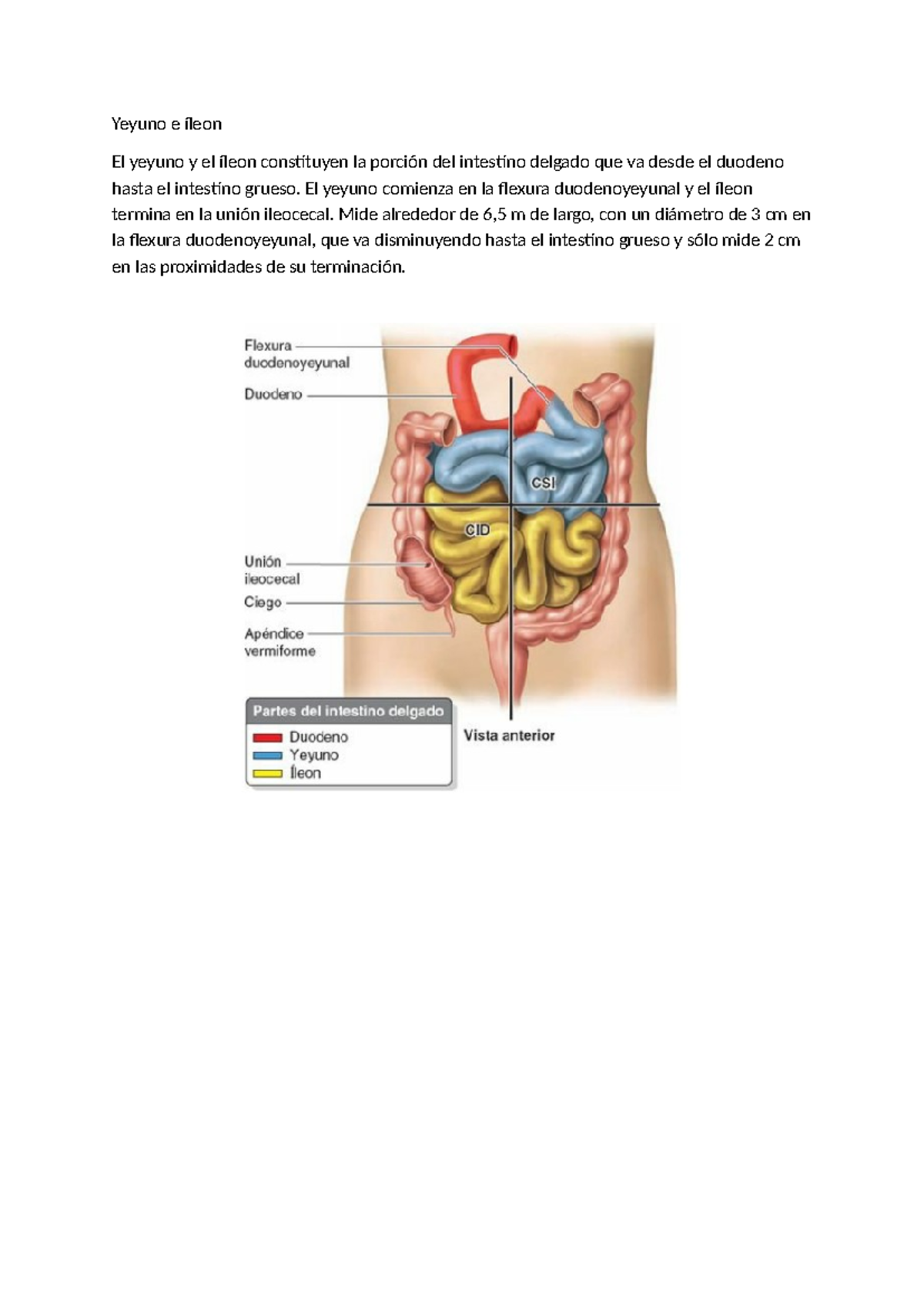 Yeyuno e Íleon: Apuntes de Anatomía Intestinal (Biología 101) - Studocu