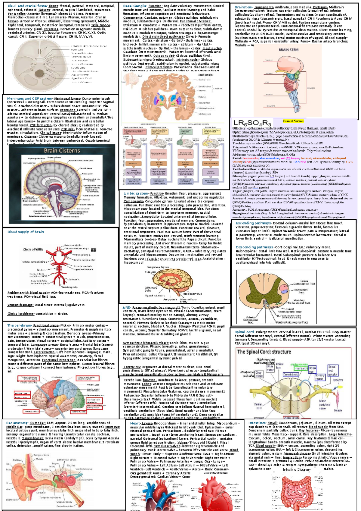 HUBS2103 Final Exam Cheat Sheet: Cranial Anatomy & Functions - Studocu