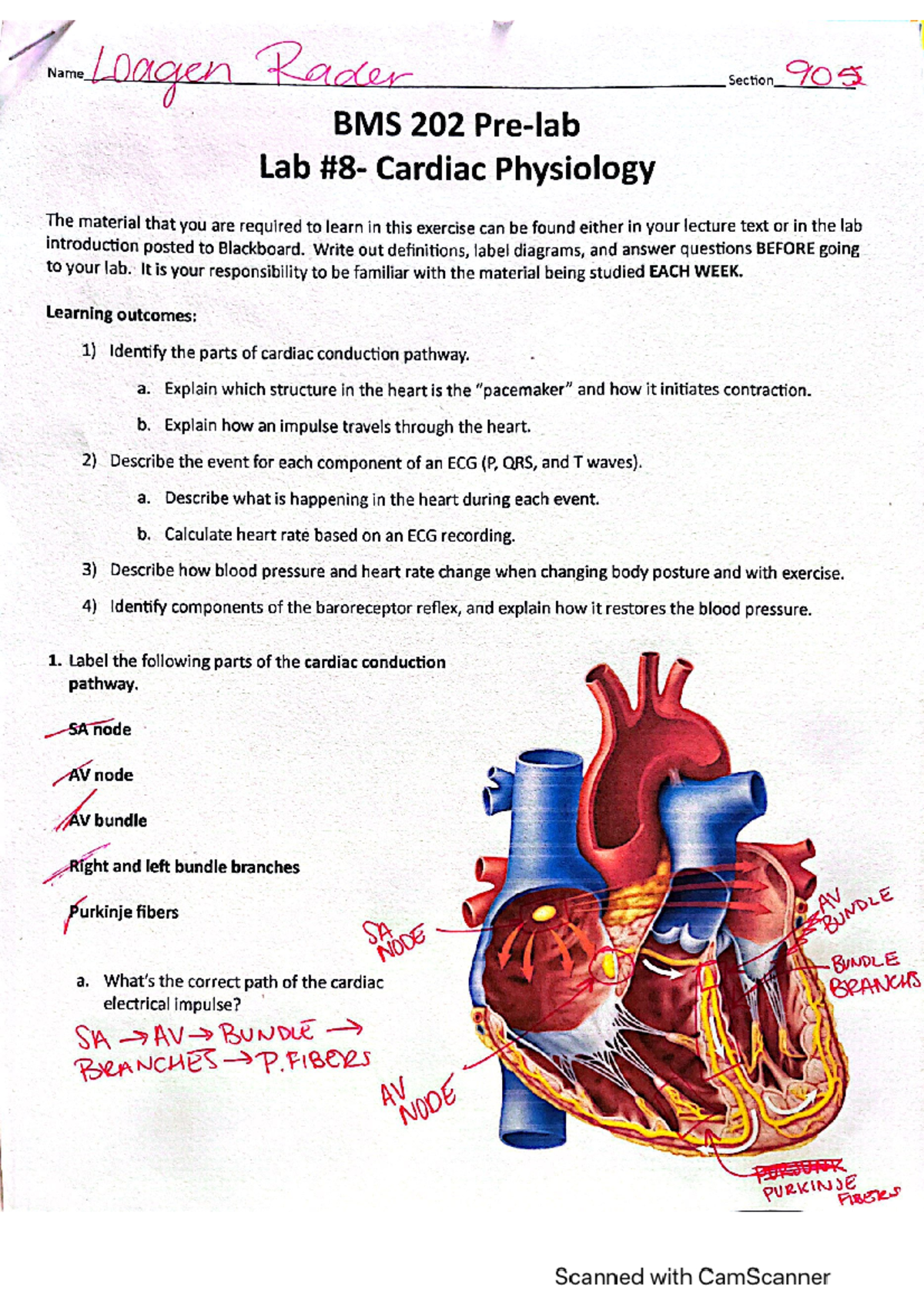 BMS 202 Lab Pre Lab 8 - Cardiac Physiology Overview and Key Concepts ...