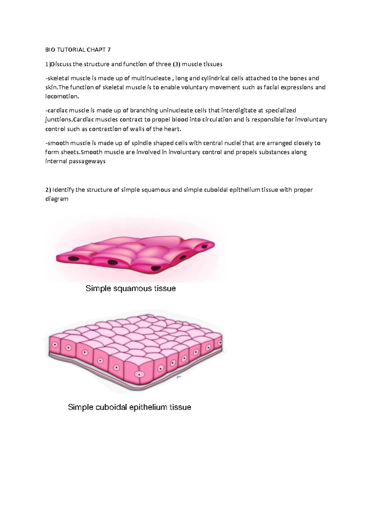 BIO 101 TUTORIAL CHAPTER 7: Muscle Tissues & Epithelia Structure - Studocu