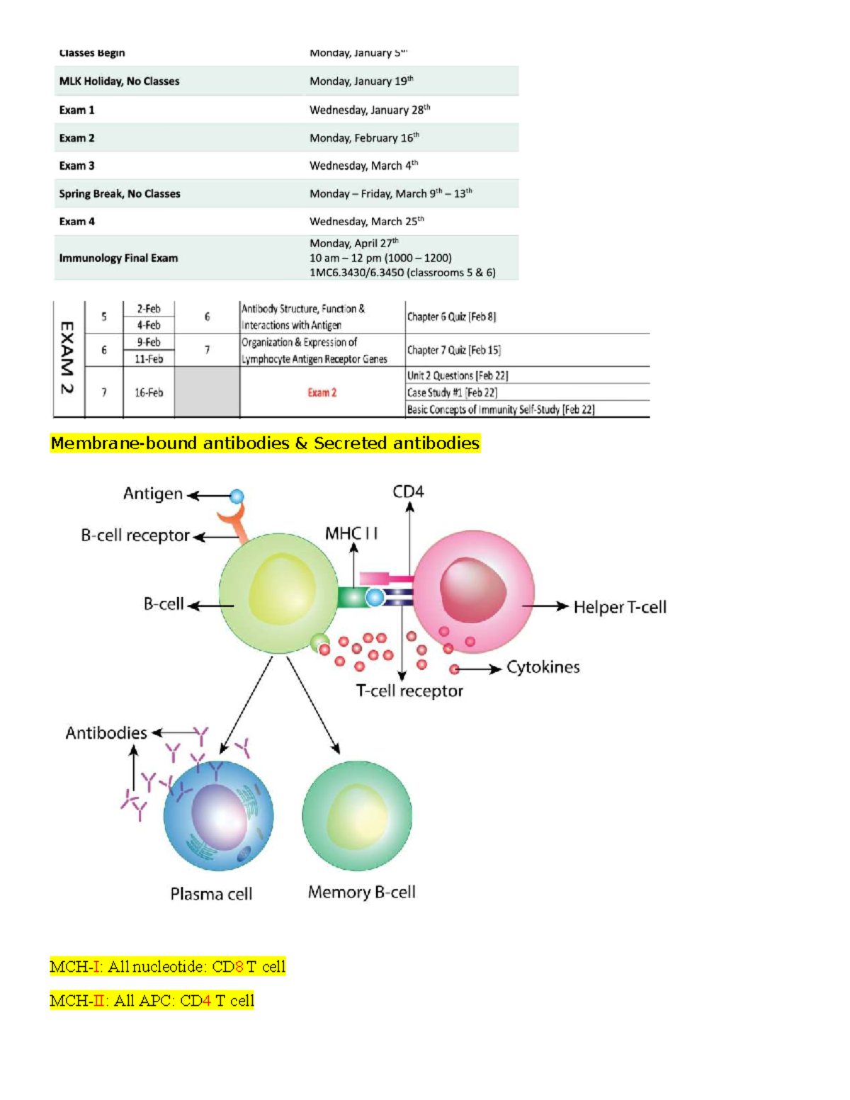 Immunology Exam 2 Study Guide: Antibody Structure & Function - Studocu