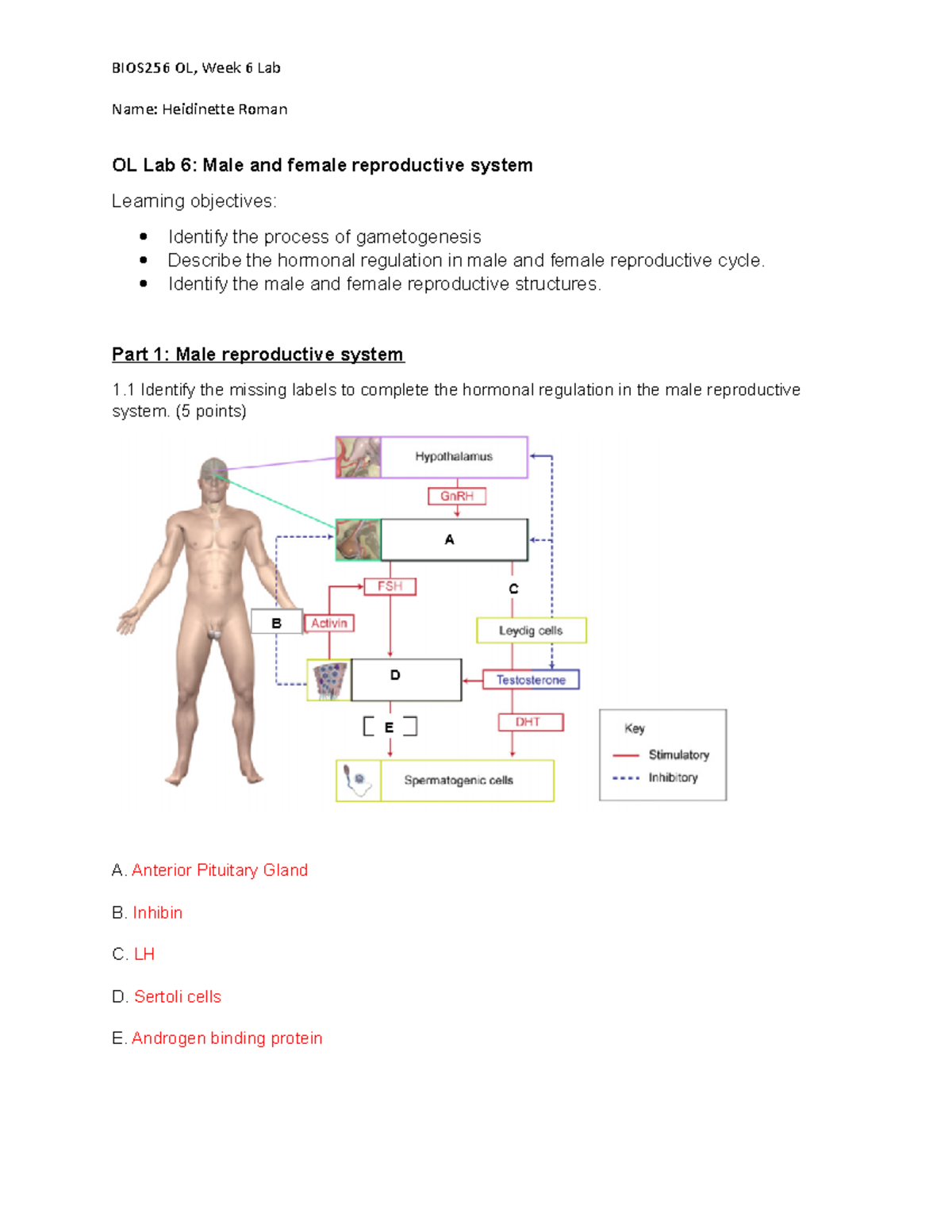 BIOS256 Lab WEEK 6: Male and Female Reproductive Systems Study - Studocu